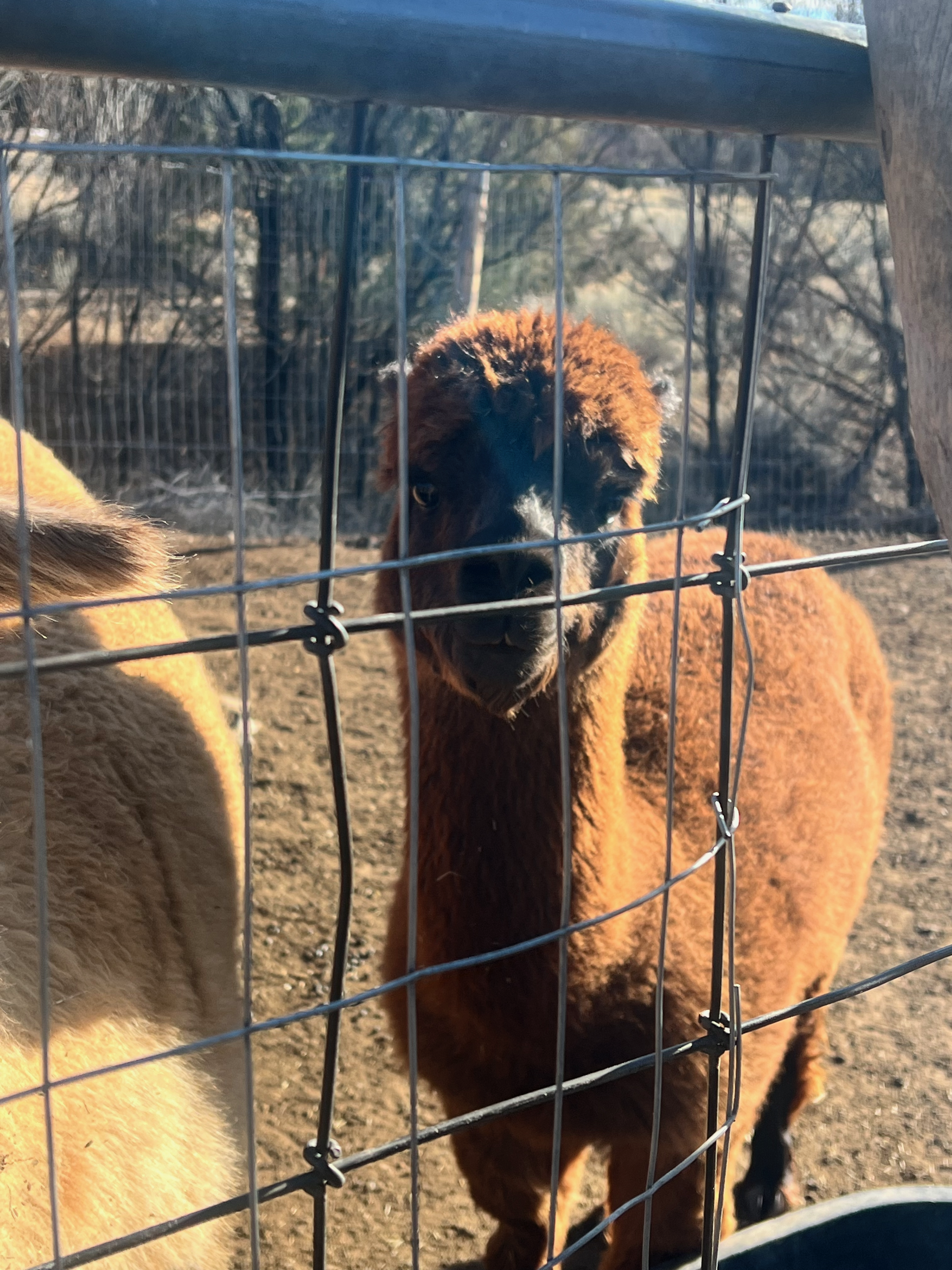 Llama